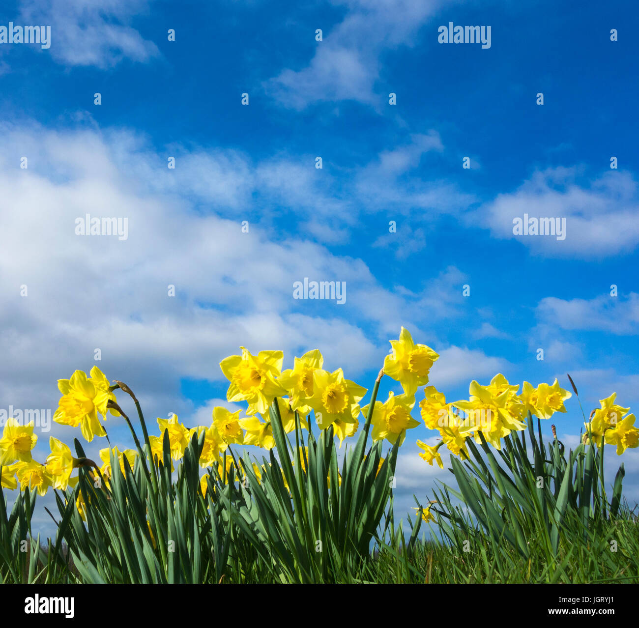 Daffodils against blue sky. Stock Photo