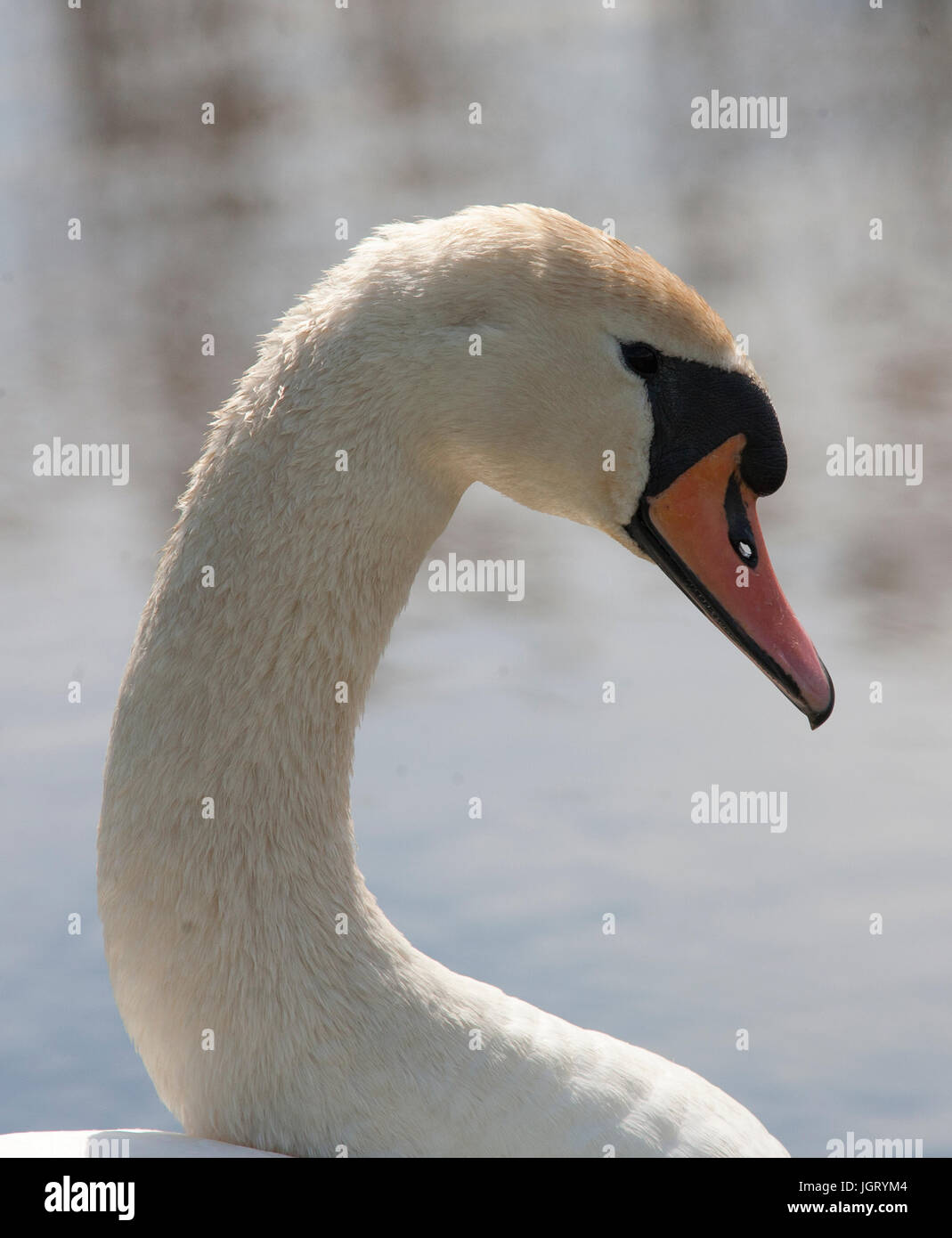 MUTE SWAN  at spring 2017 Stock Photo
