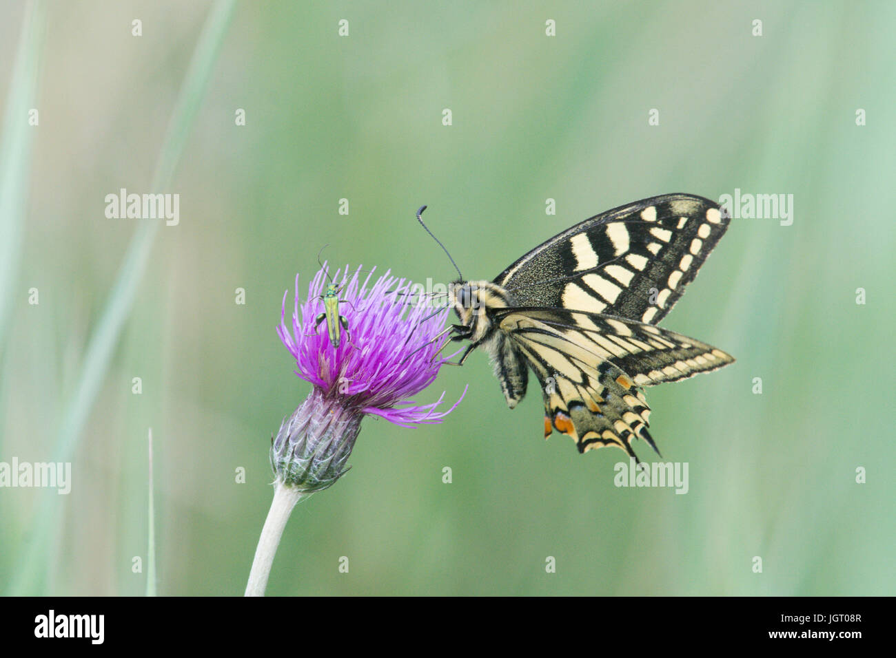 Swallowtail butterfly, Papilio machaon britannicus. Norfolk Broads, UK. June. Stock Photo