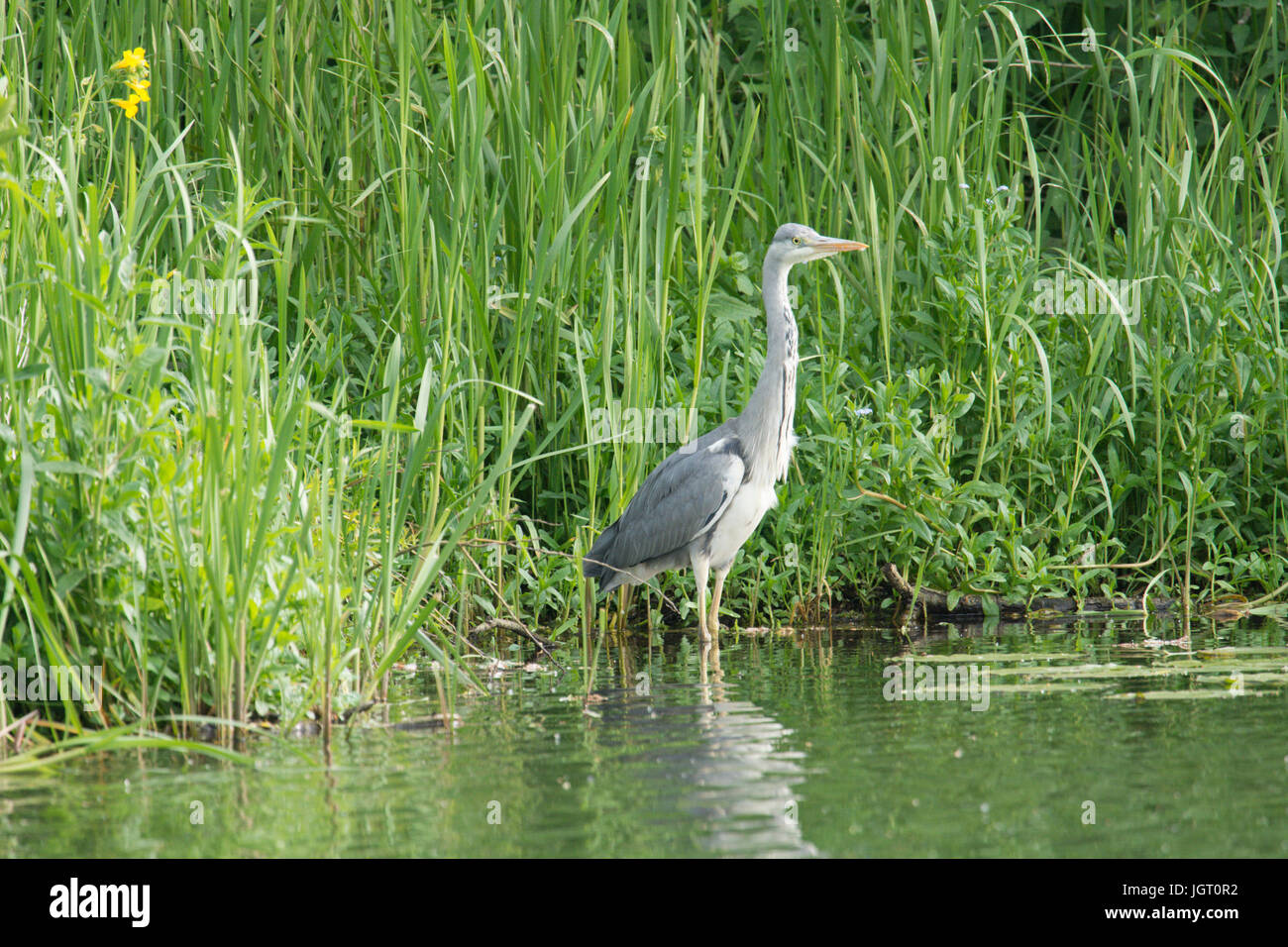 Grey Heron, Ardea cinerea, River Bure, Norfolk Broads, June. Stock Photo