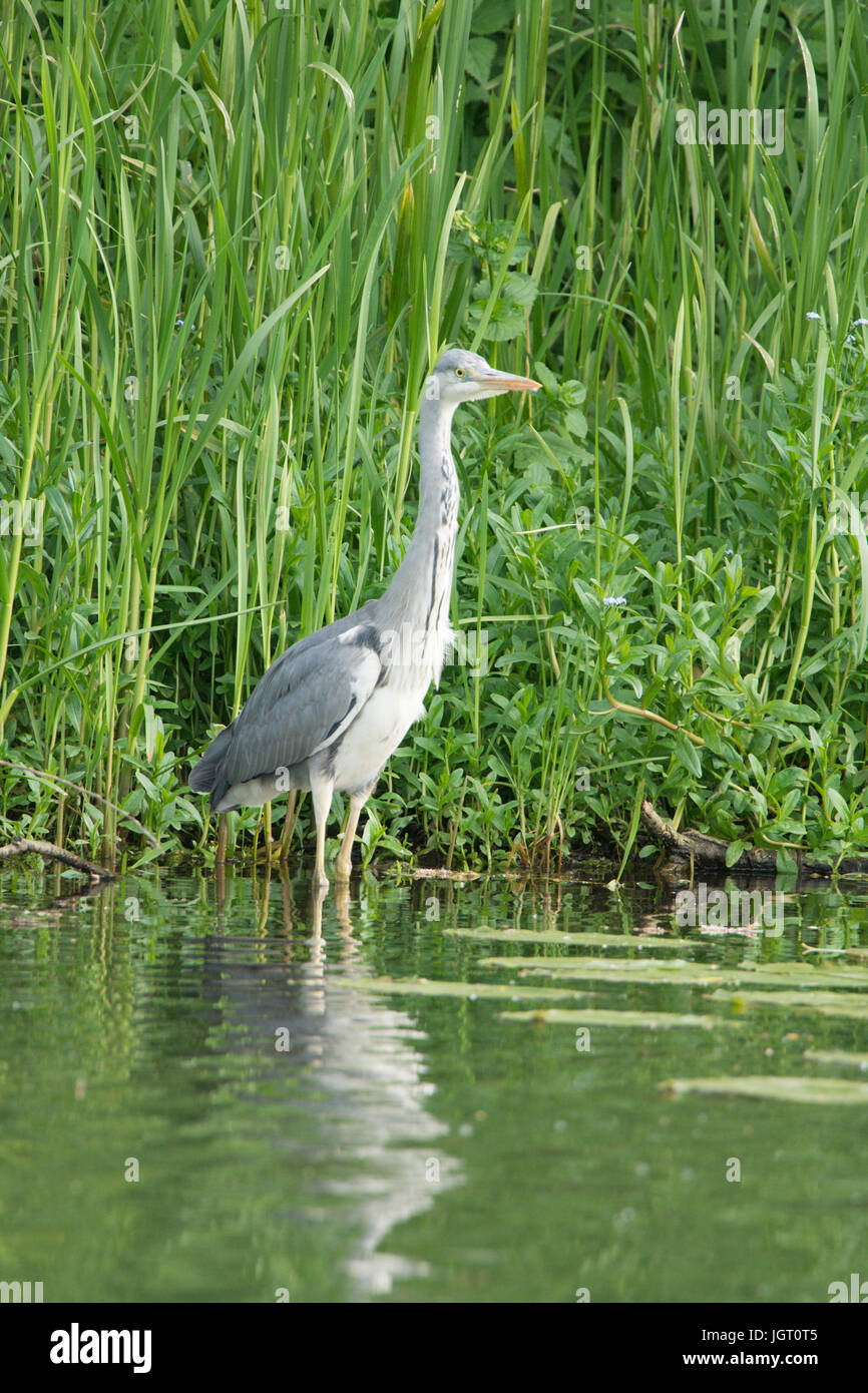Grey Heron, Ardea cinerea, River Bure, Norfolk Broads, June. Stock Photo