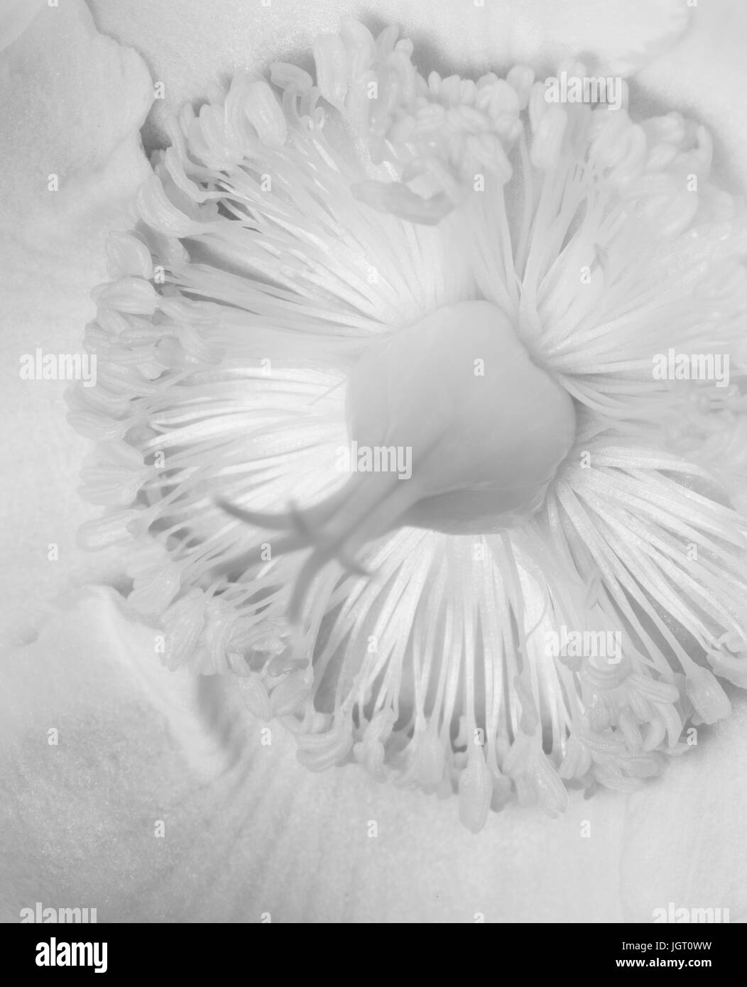 Hypericum /St John's Wort/Rose of Sharon Flower Black and White Conversion. Stock Photo
