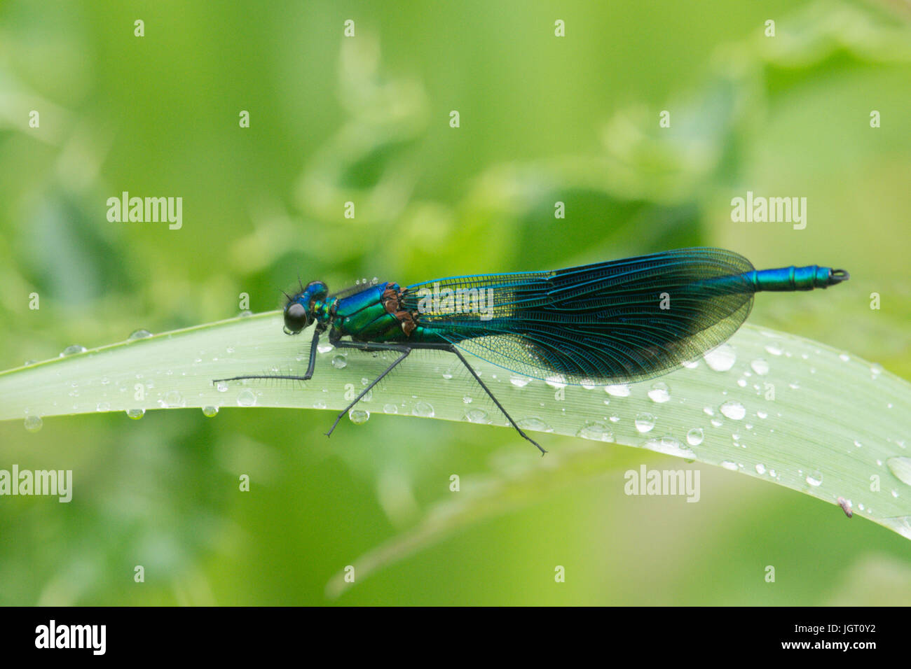 Banded agrion or Banded demoiselle, Calopteryx splendens, male, damselfly, Norfolk Broads, June. Resting after rain. Stock Photo