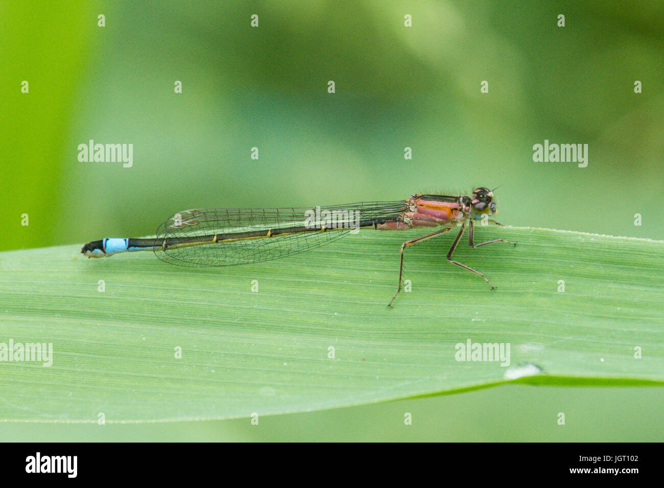 Blue tailed damselfly ischnura elegans probably form rufescens