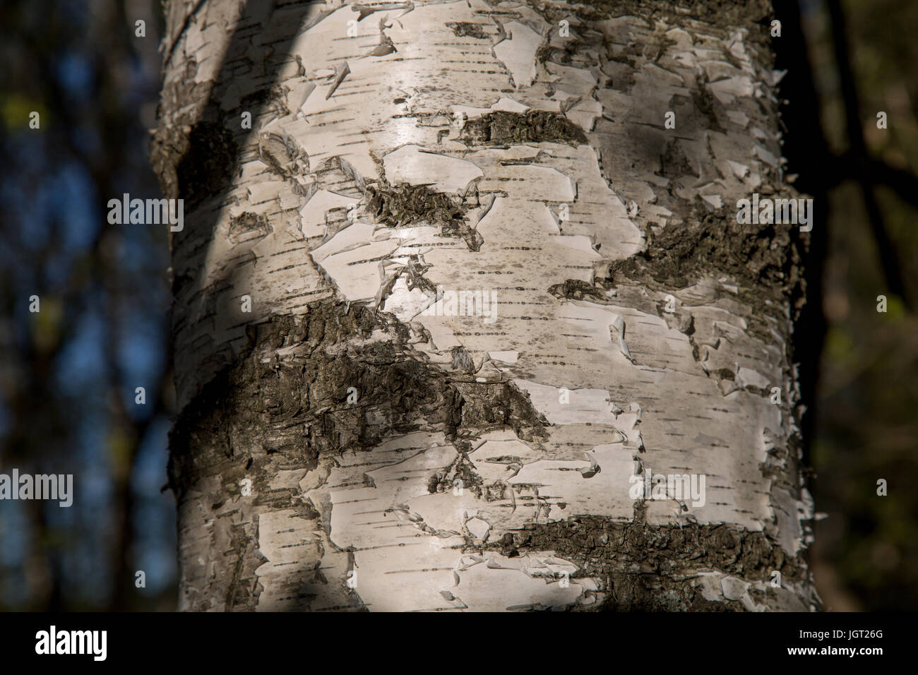 Birch trunk background closeup Stock Photo - Alamy