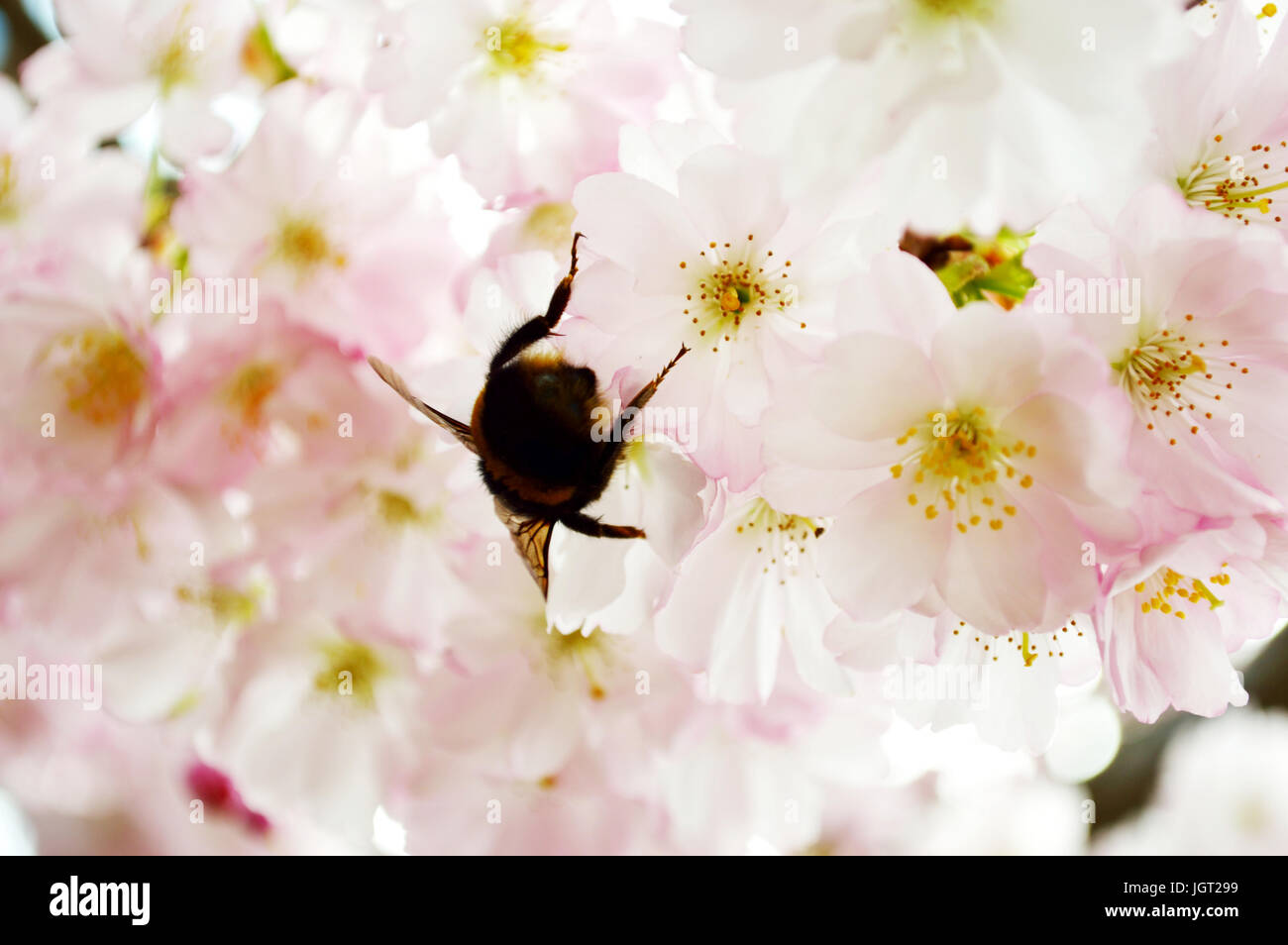 Close up of a bumble bee (Bombus terrestris) collecting pollen from pink cherry blossoms Stock Photo