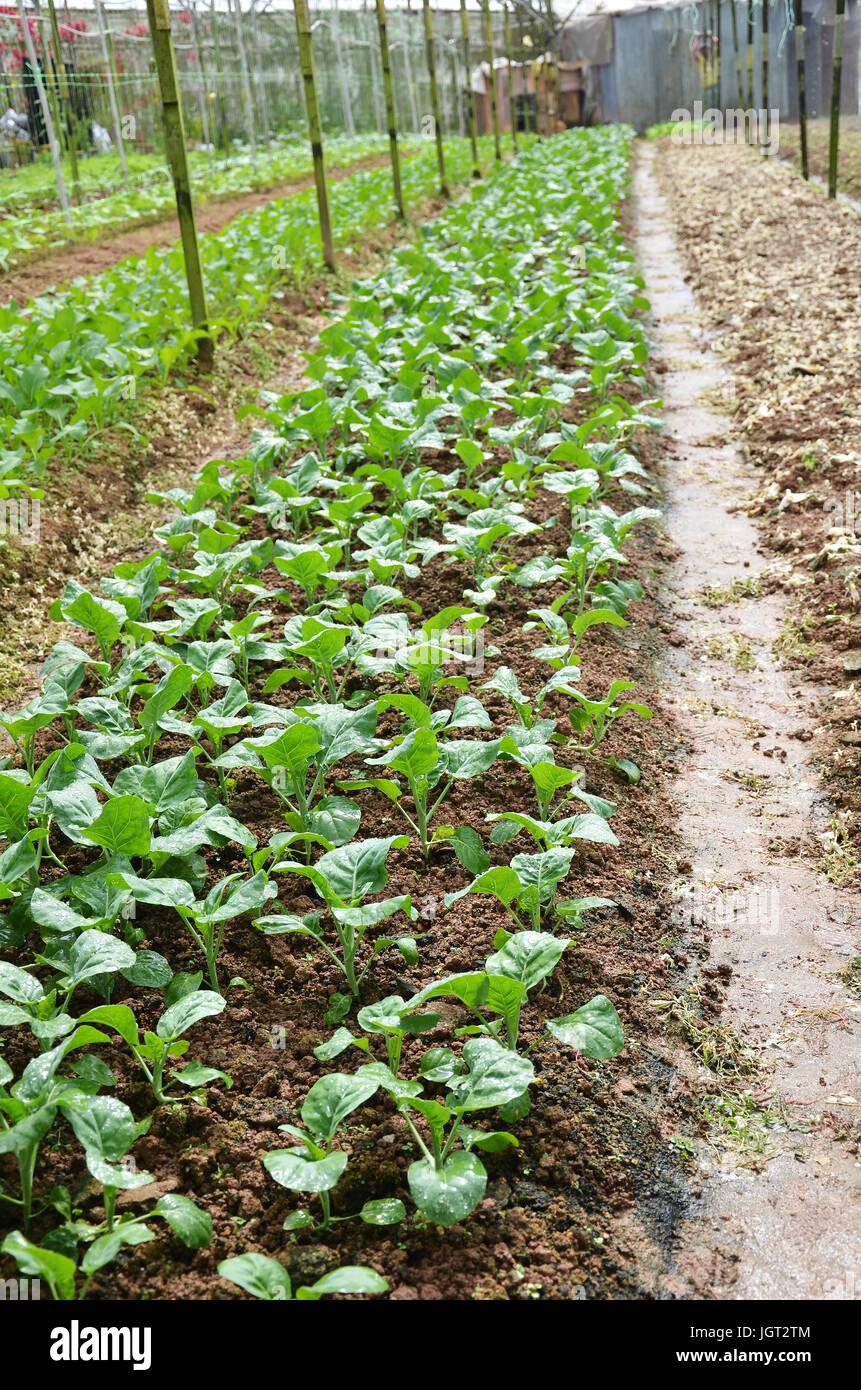 Vegetable Farms in Cameron Highlands. Vegetable farms are located