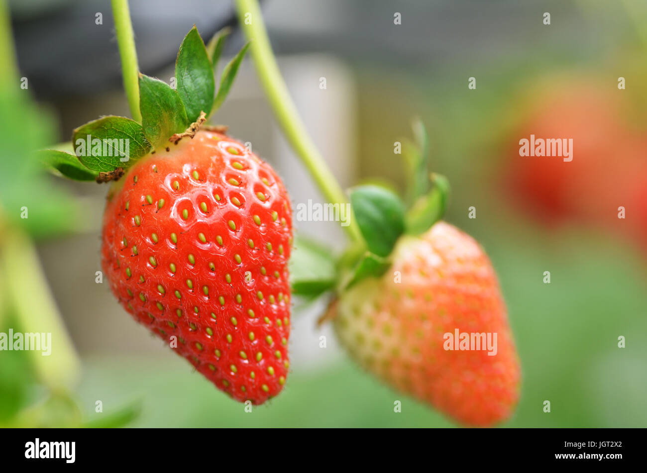 Fresh strawberries that are grown in greenhouses in Cameron Highland ...