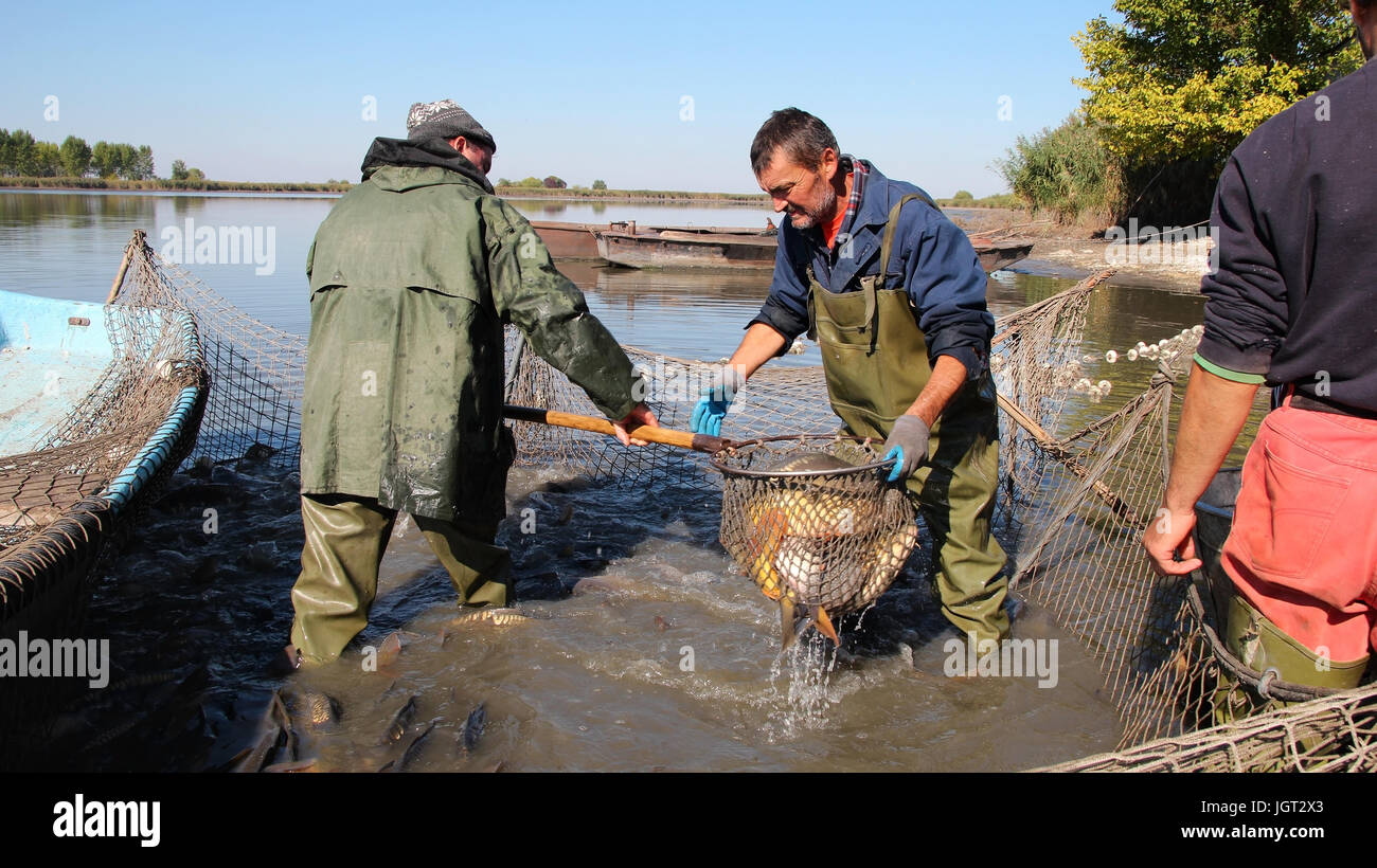 A fishermen scoops up fish from a net. Fishing Industry. Stock Photo
