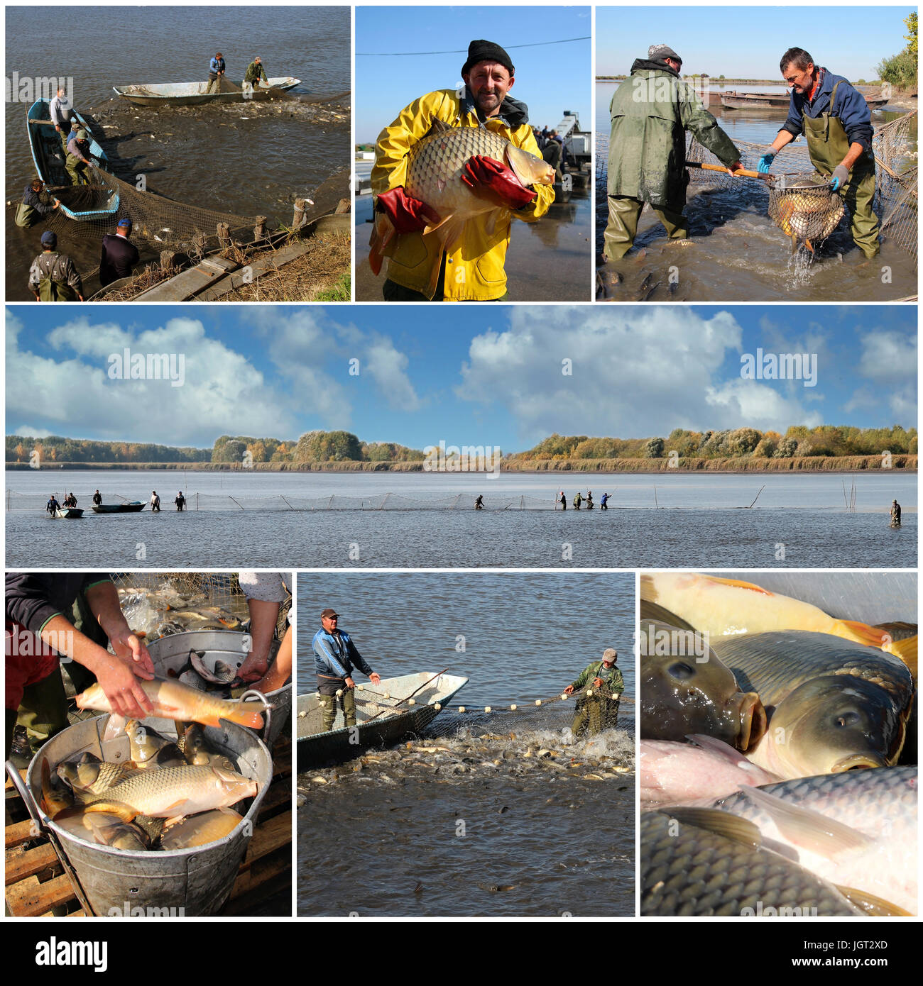 Collage of photographs showing workers harvesting carp fish from a fish farm. Stock Photo