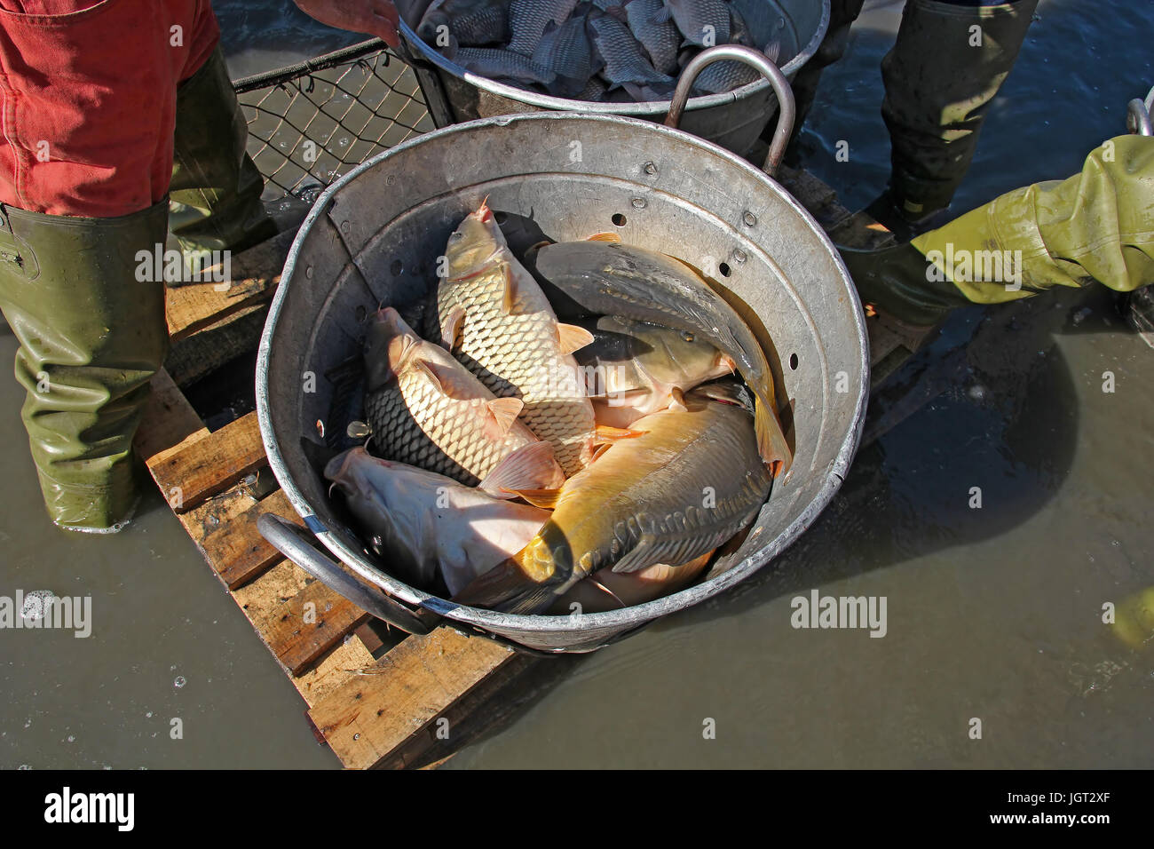 Autumn harvest of carps from fishpond to christmas markets in Serbia. Stock Photo