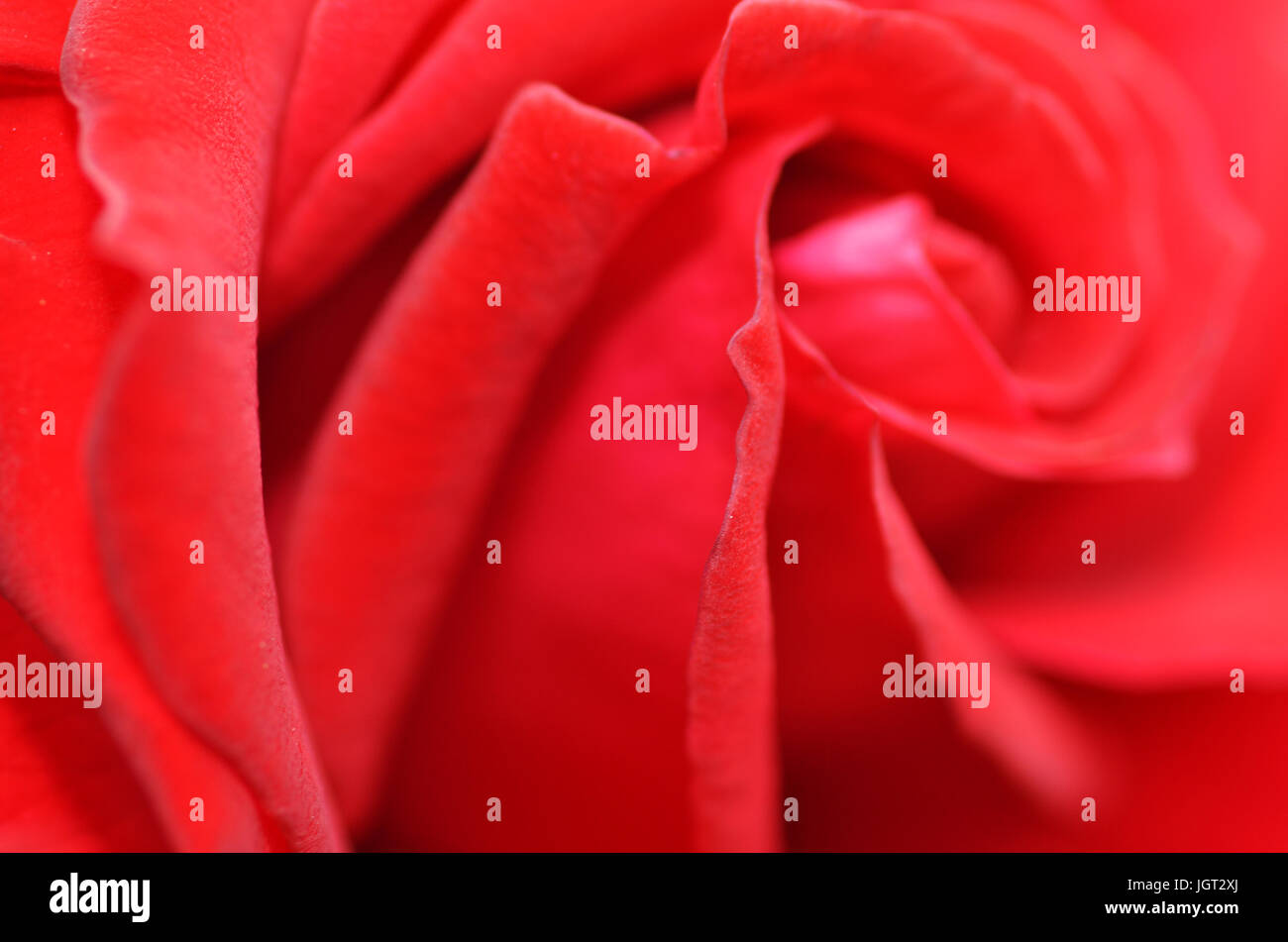 Close up macro shot of a red rose Stock Photo - Alamy