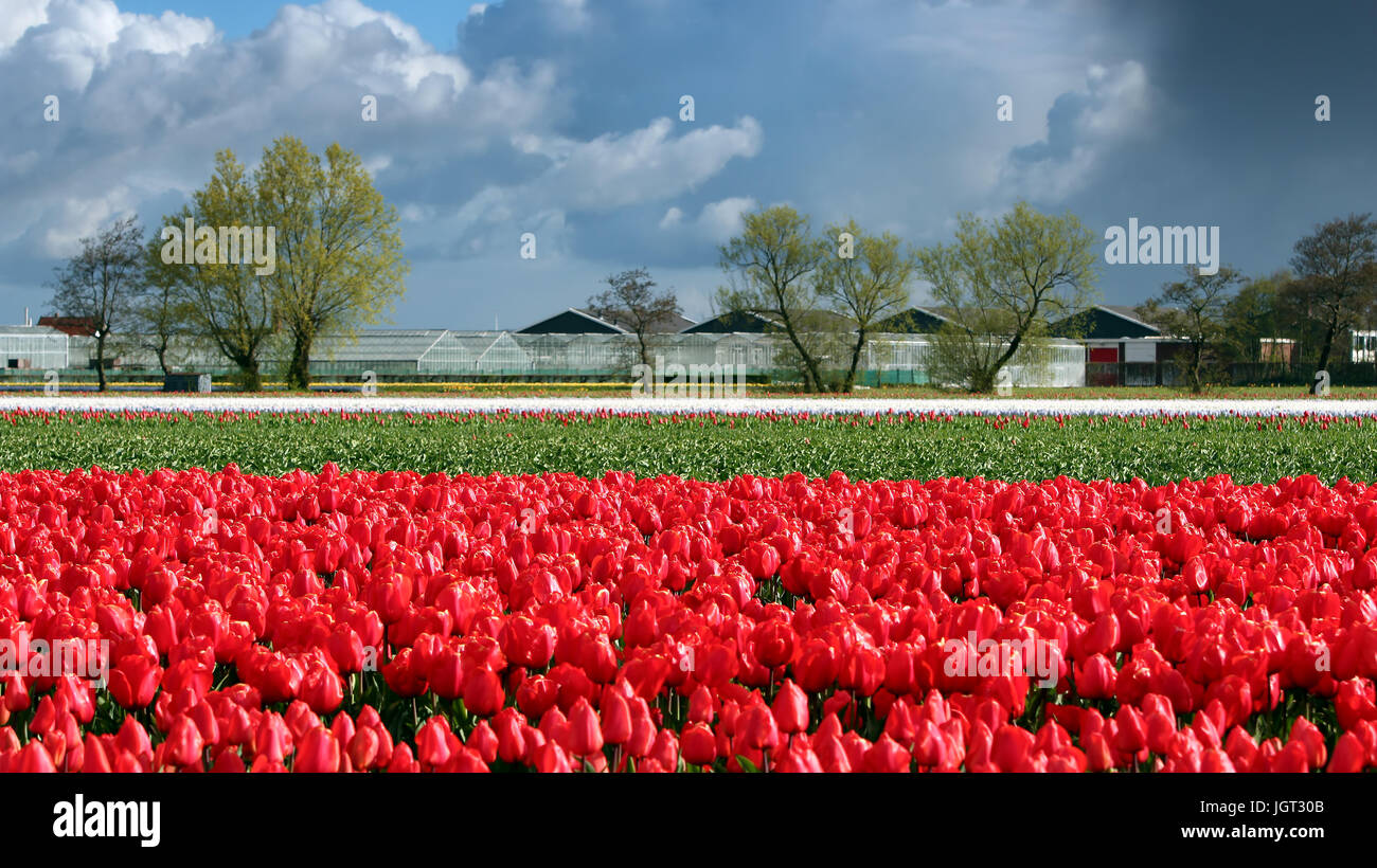 Dutch bulb field of colorful tulips. Tulip farm in Holland. Rows of red