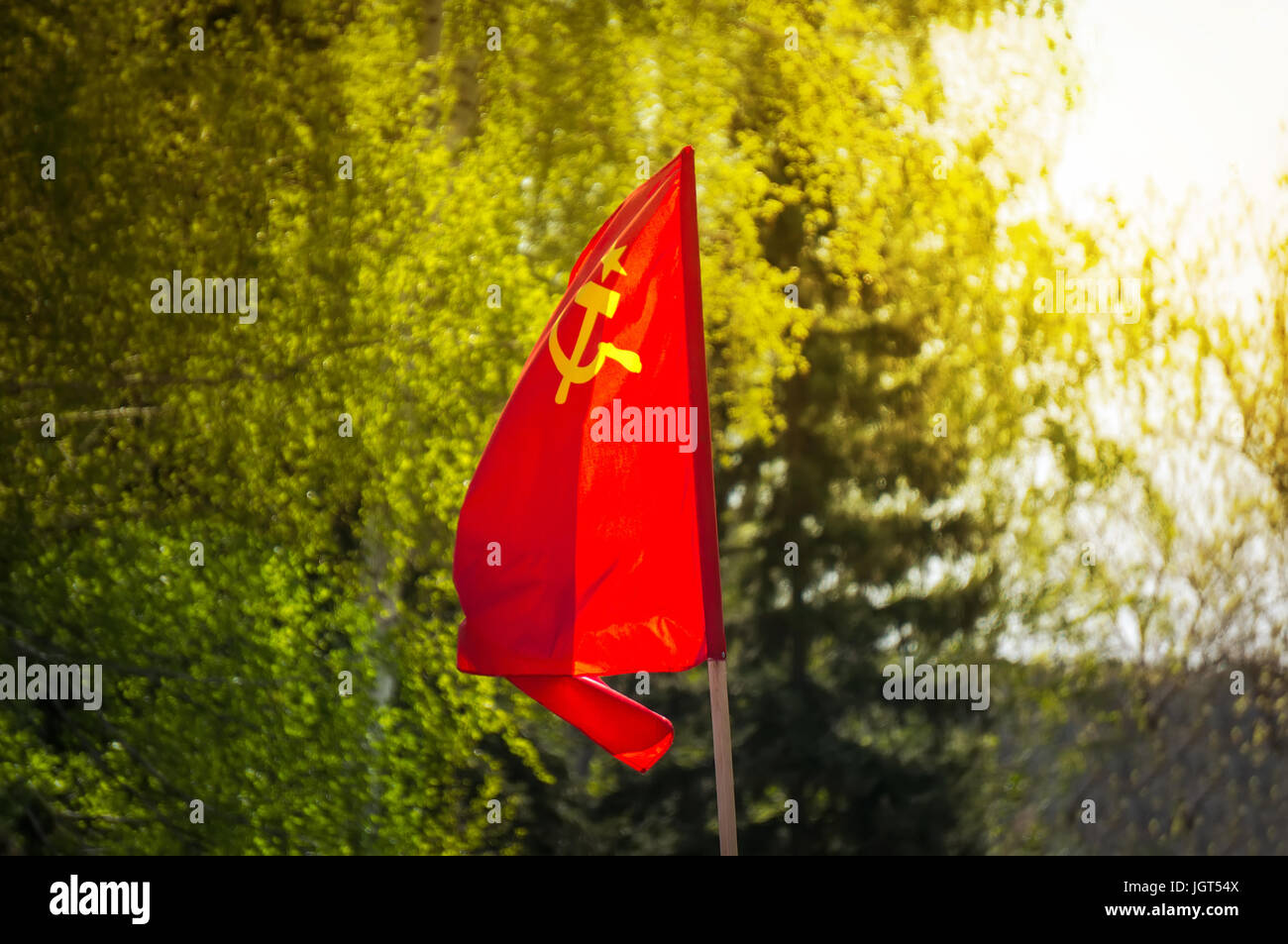 flag of the Soviet Union develops on the background of green trees. flag of  the USSR on Festive demonstration November 7 of the October revolution. Th  Stock Photo - Alamy