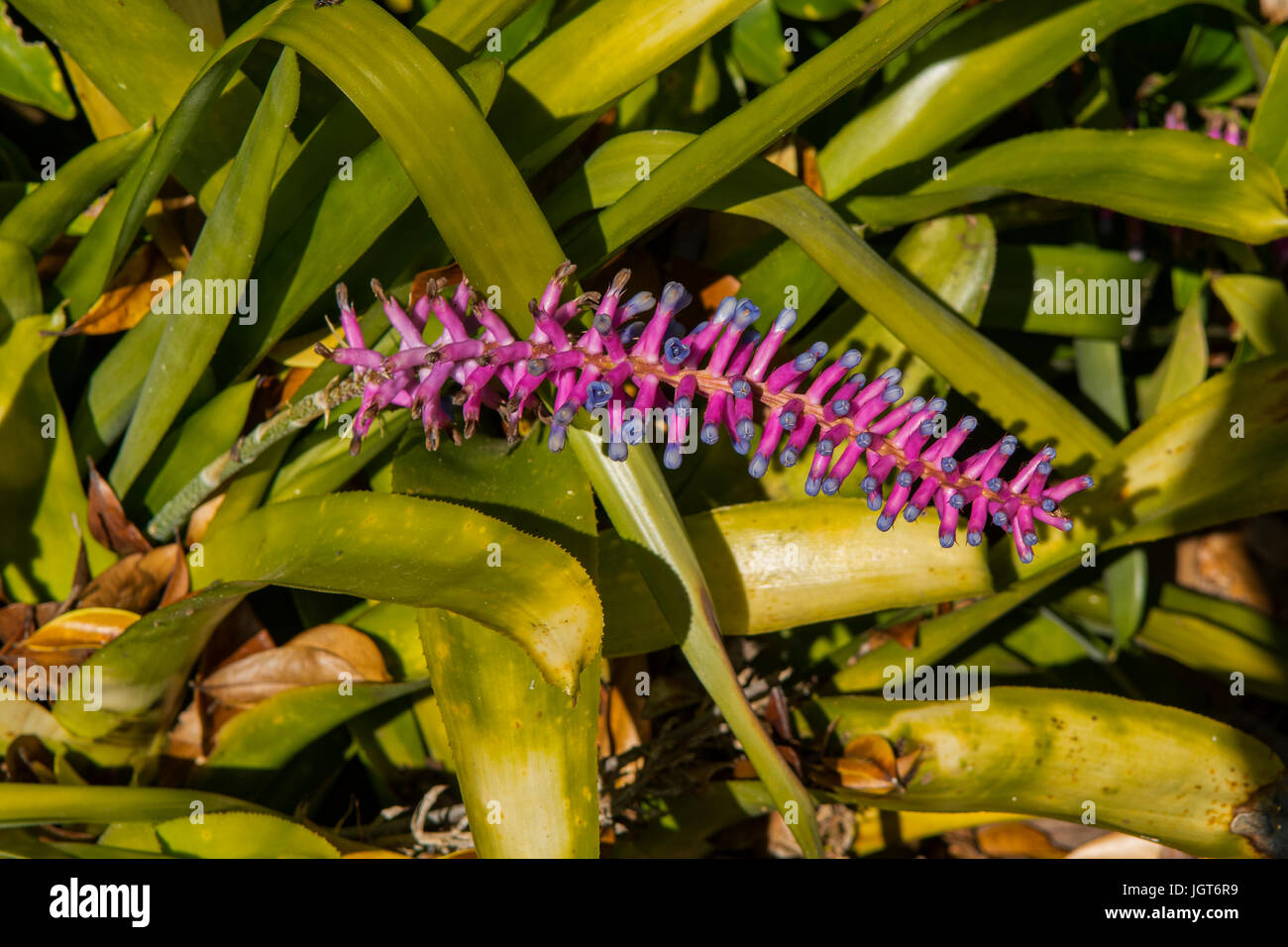 Matchstick Bromeliad, Aechmea gamosepala Stock Photo