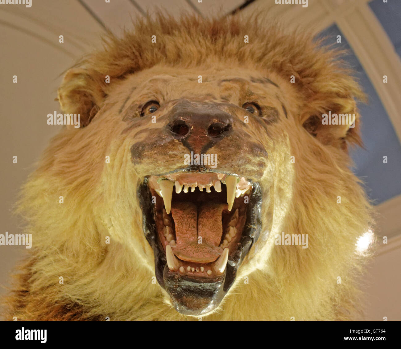close up of male lions head with mouth open jaws apart growling teeth and tongue Stock Photo