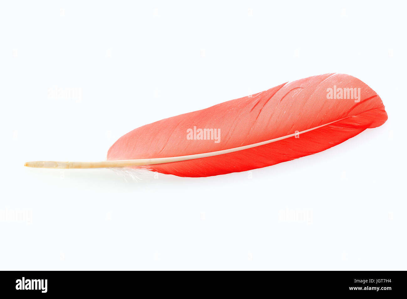 Scarlet Ibis, feather / (Eudocimus ruber) | Roter Sichler, Feder / (Eudocimus ruber) / Scharlachsichler Stock Photo