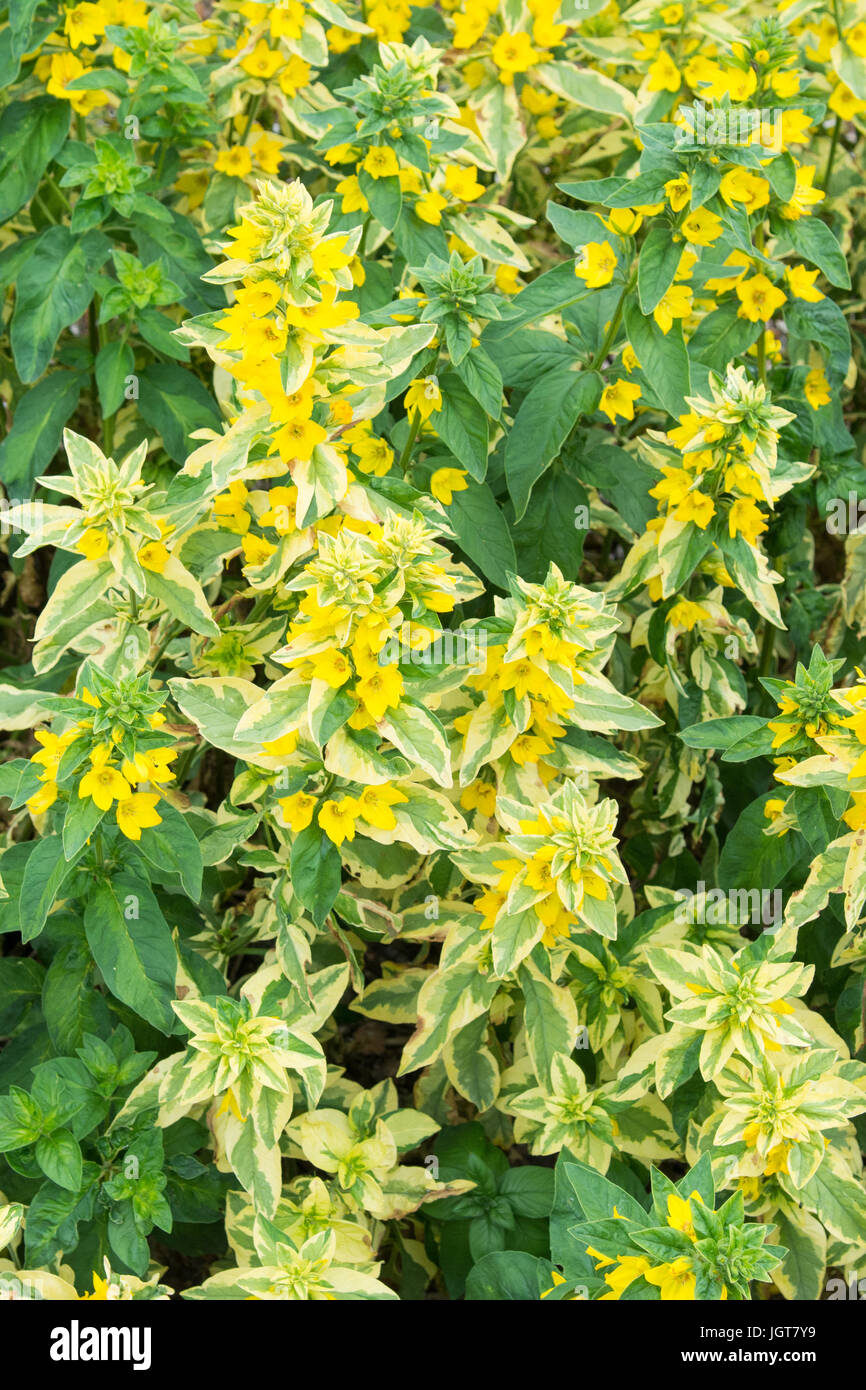 reversion of variegated leaves to green leaves - lysimachia punctata golden alexander Stock Photo