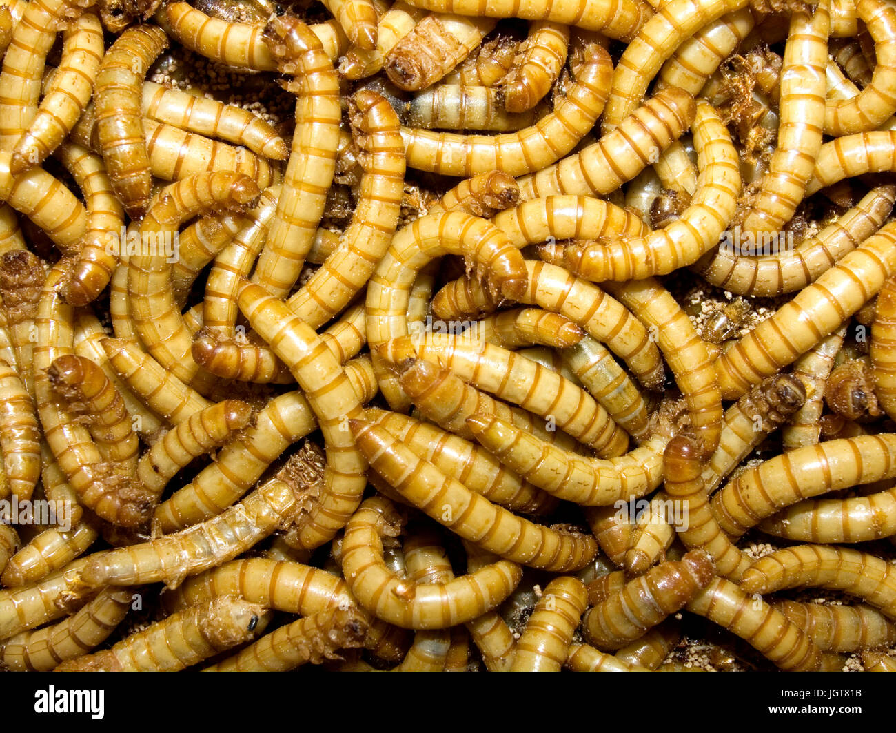 Mealworm hires stock photography and images Alamy