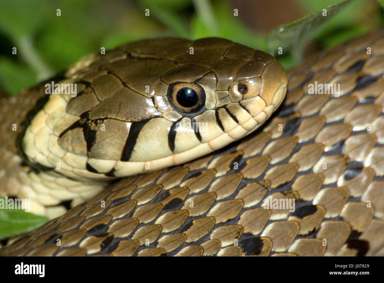 European grass snake Stock Photo