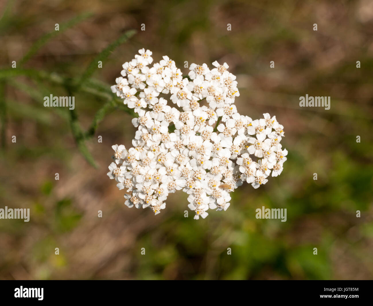 White Yarrow Flower Buds Growing up Isolated; Essex; UK Stock Photo