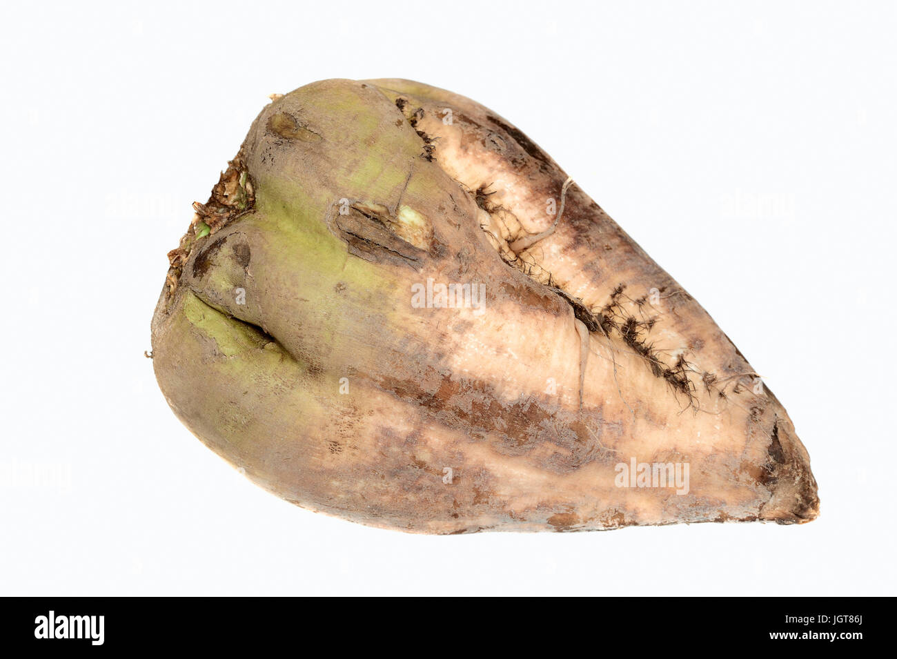 Sugar Beet / (Beta vulgaris ssp. vulgaris var. altissima) | Zuckerruebe Stock Photo