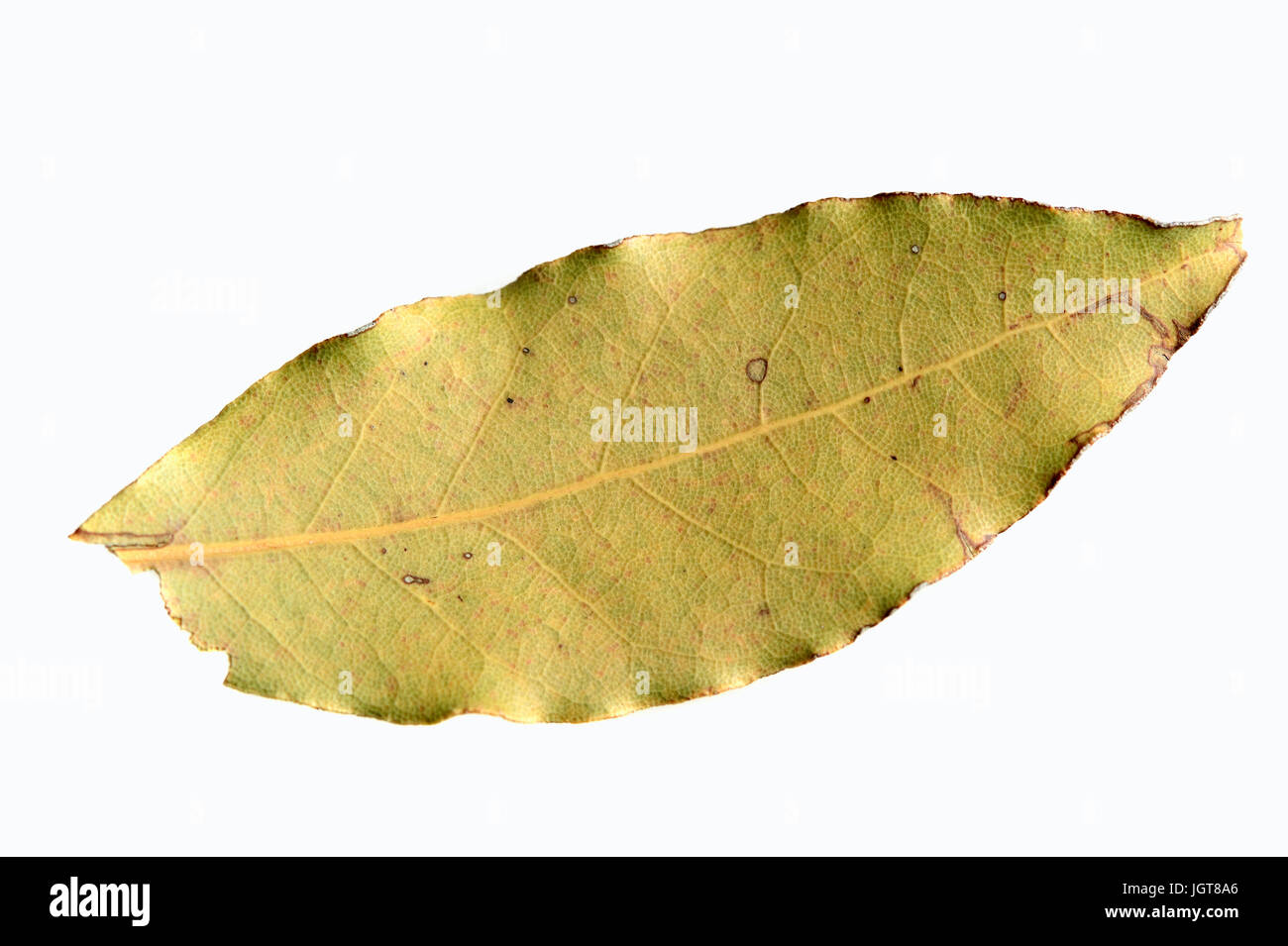 Bay Laurel, leaf / (Laurus nobilis) / Sweet Bay, Laurel Sweet, Bay Leaf, Grecian Laurel Stock Photo