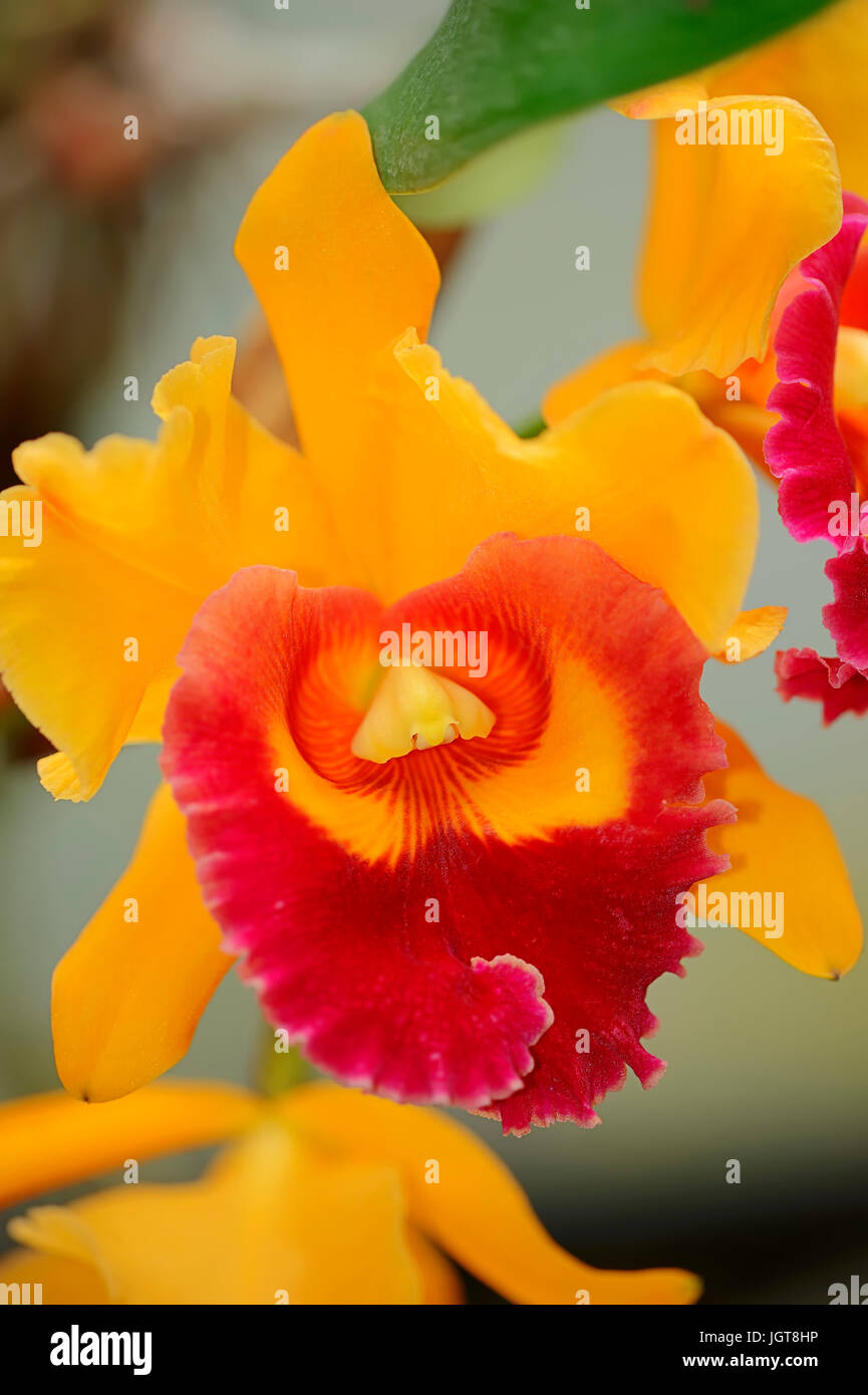 Orchid / (Laeliocattleya, Cattleya x Laelia) | Orchidee / (Laeliocattleya, Cattleya x Laelia) Stock Photo