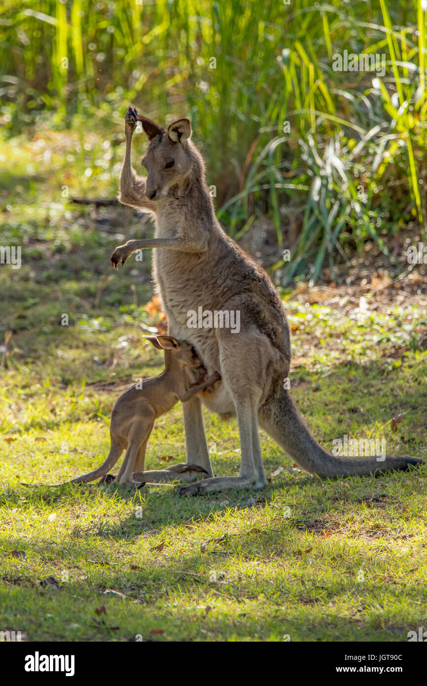 Eastern Grey Kangaroo and Joey at Carnarvon Gorge, Queensland, Australia Stock Photo