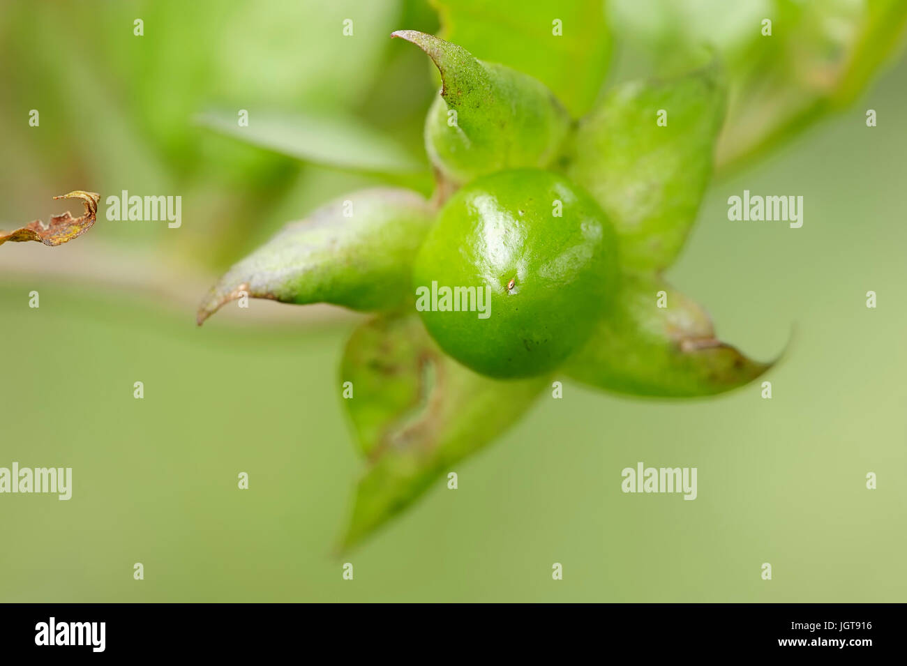 Deadly Nightshade / (Atropa belladonna) | Schwarze Tollkirsche / (Atropa belladonna) Stock Photo