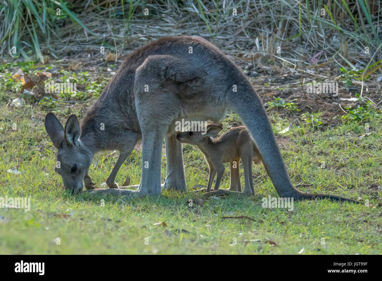 Eastern Grey Kangaroo and Joey at Carnarvon Gorge, Queensland, Australia Stock Photo