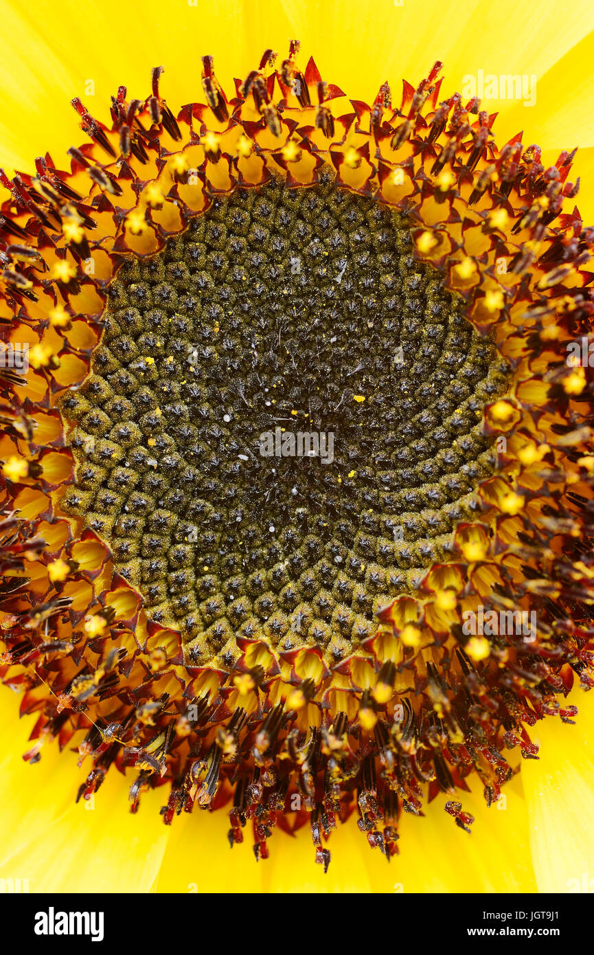 Sonnenblume / (Helianthus annuus) | Sunflower / (Helianthus annuus) Stock Photo