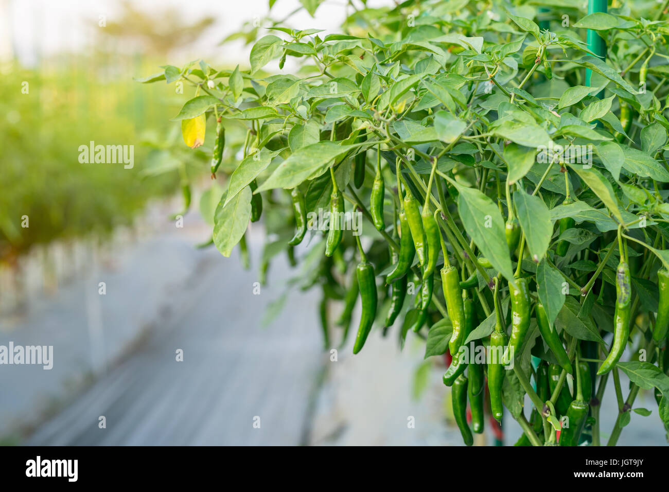 Green chili pepper plant on field agriculture in garden Stock Photo - Alamy