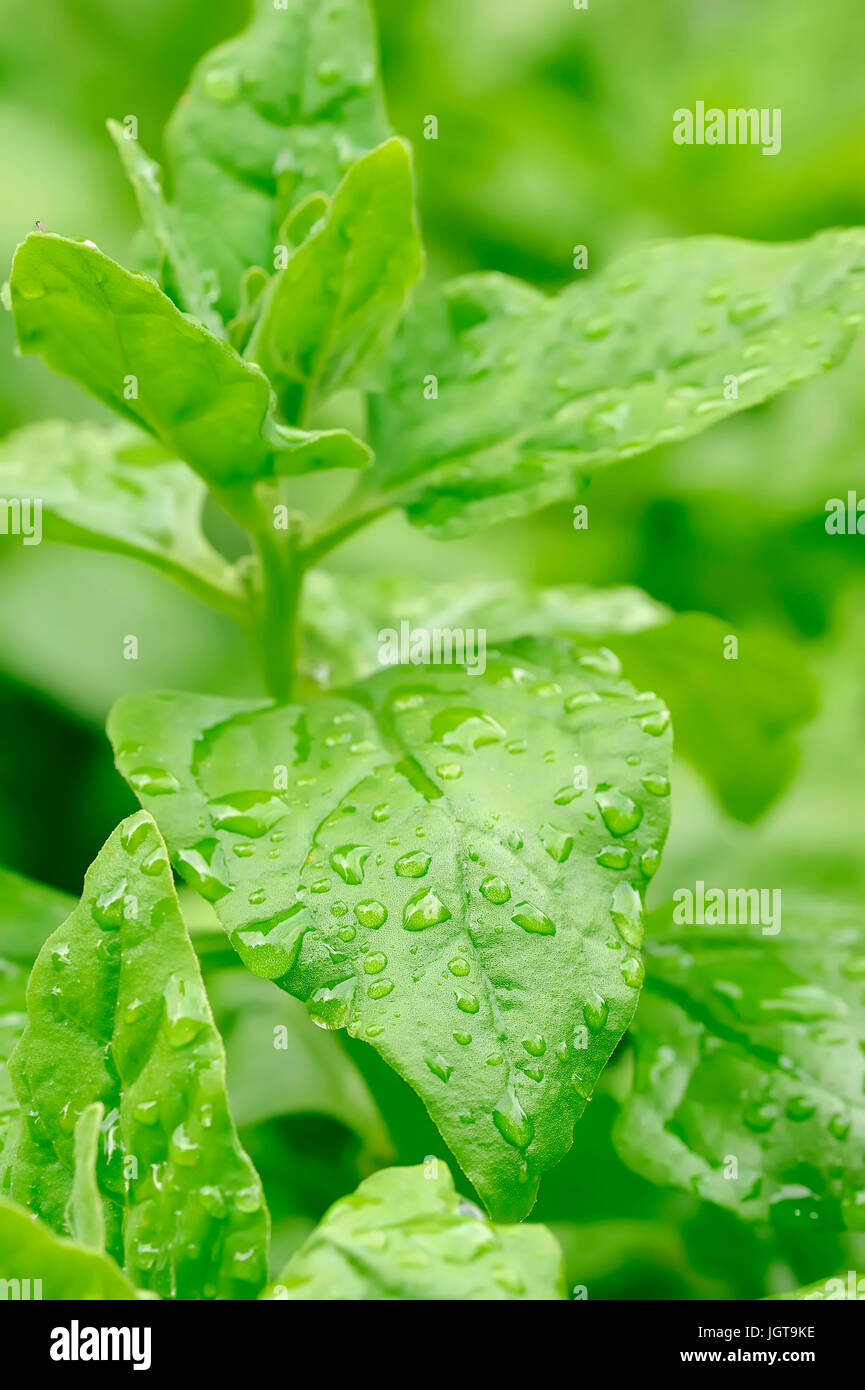 New Zealand Spinach / (Tetragonia tetragonioides) Stock Photo