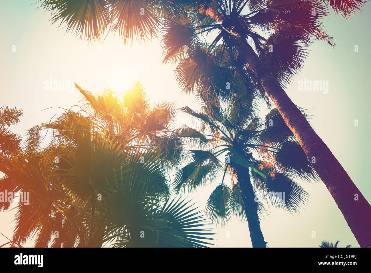 coconut palm tree on beach and sunlight with vintage toned effect Stock ...
