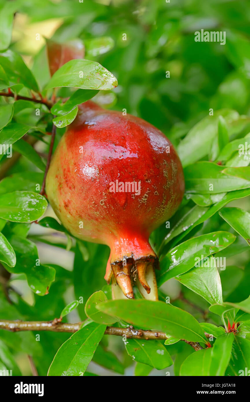 Dwarf Pomegranate tree, fruit / (Punica granatum var. nana) Stock Photo