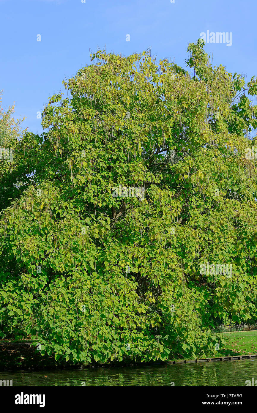 Indian Bean Tree / (Catalpa bignonioides, Catalpa syringifolia) / Southern Catalpa, Cigartree Stock Photo