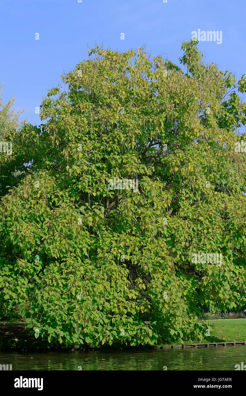 Indian Bean Tree / (Catalpa bignonioides, Catalpa syringifolia) / Southern Catalpa, Cigartree Stock Photo
