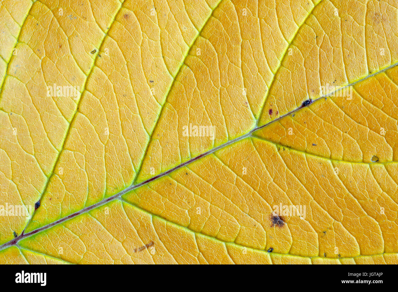 Red Osier Dogwood, leaf detail in autumn, North Rhine-Westphalia, Germany / (Cornus sericea, Cornus stolonifera) / Red-twig Dogwood, Redosier Dogwood Stock Photo