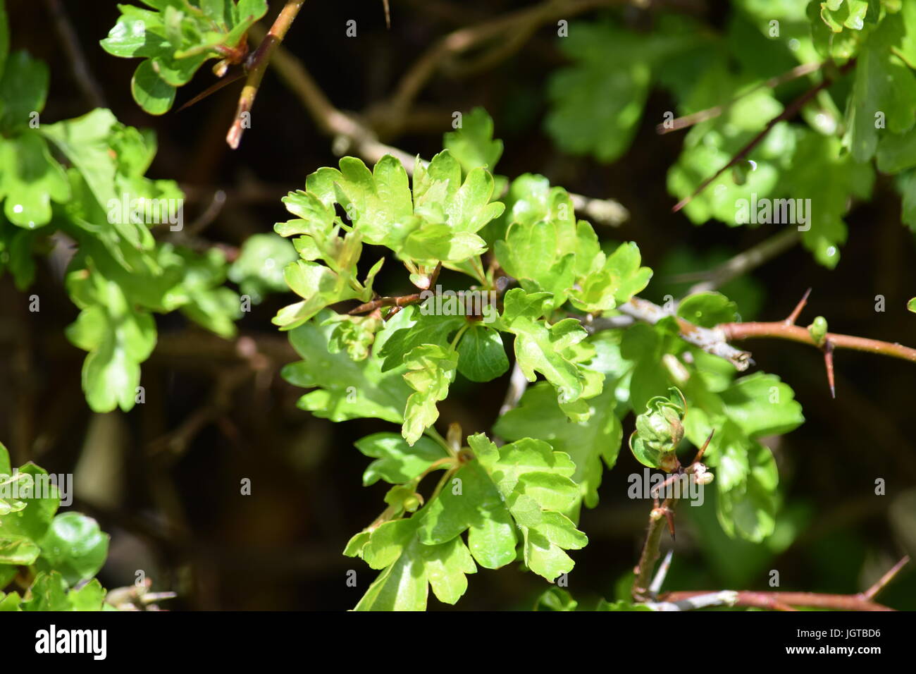 Hawthorn hedge Stock Photo Alamy