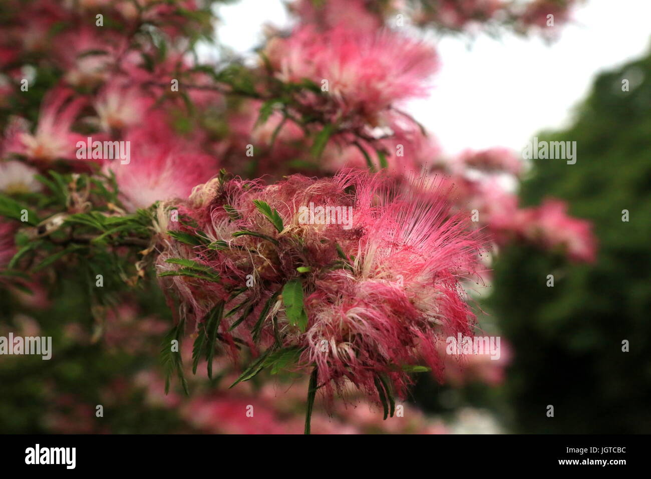 A Persian silk tree in bloom in Yamato, Japan.  In the U.S., these trees are often refered to as a type of Mimosa. Stock Photo