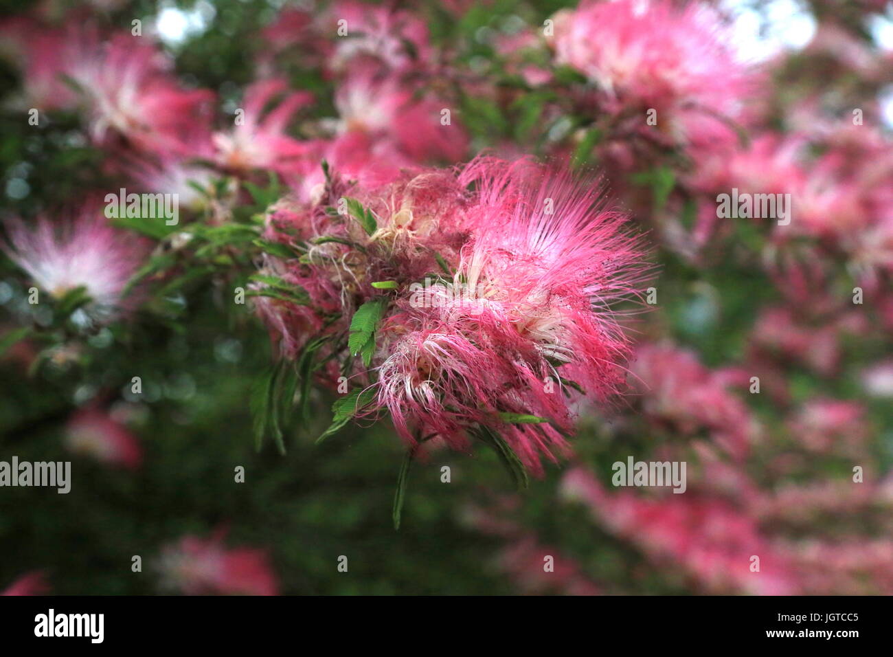 A Persian silk tree in bloom in Yamato, Japan.  In the U.S., these trees are often refered to as a type of Mimosa. Stock Photo