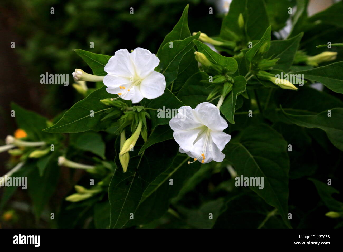 Wild lillies bloom along the road. Stock Photo