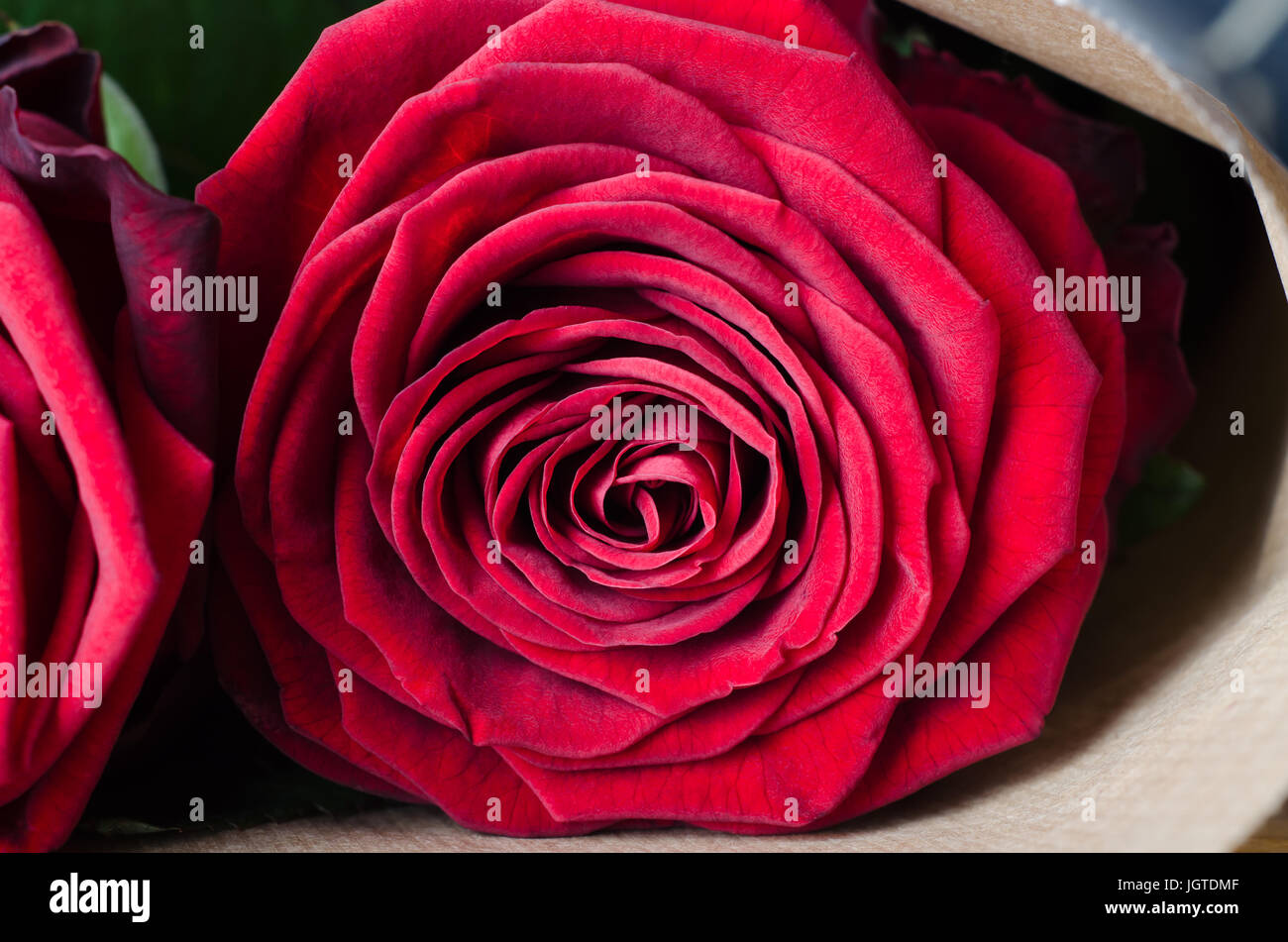 Close up (macro) of a fully bloomed red rose wrapped in brown paper as part of a bouquet.  Head of the rose is at eye level, facing camera. Stock Photo