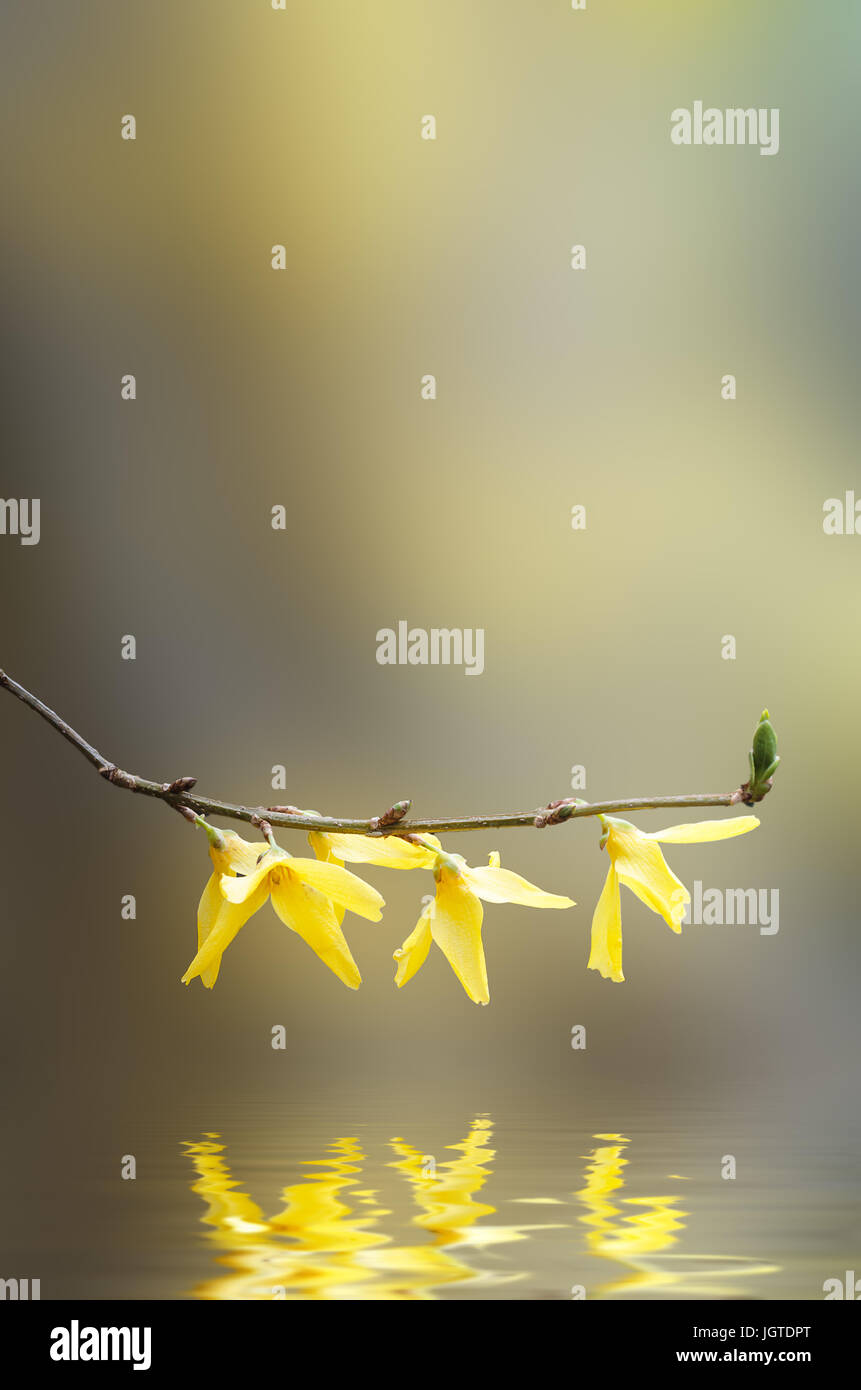 Branch hanging over water vertical hi-res stock photography and images ...