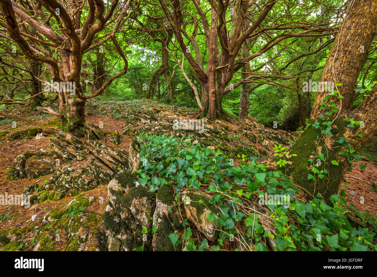 A Forest Scene In Killarney National Park In Ireland Stock Photo