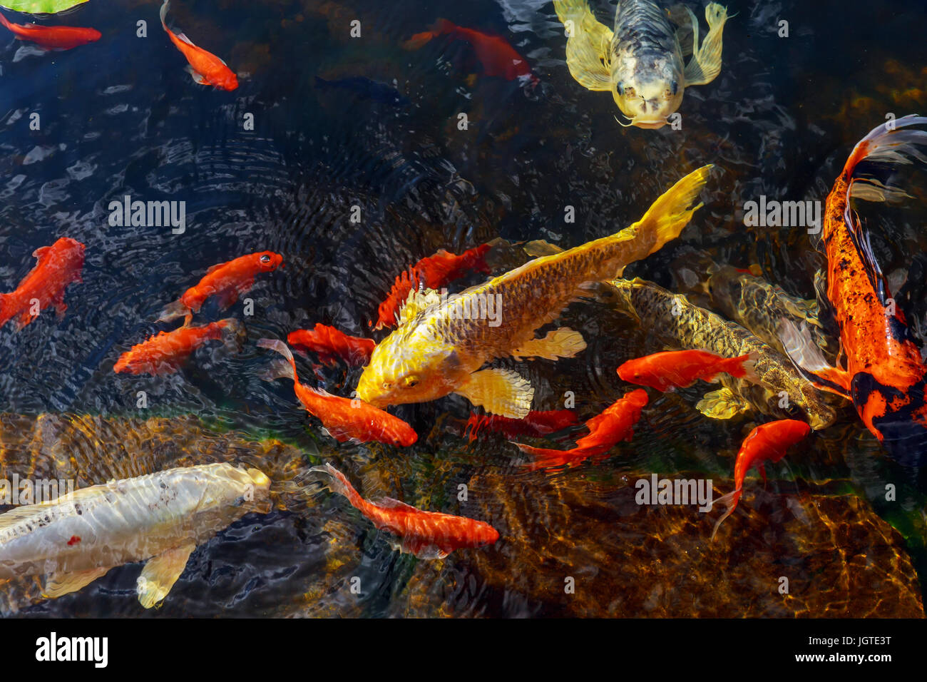 Colorful decorative fish float in an artificial pond, view from above ...