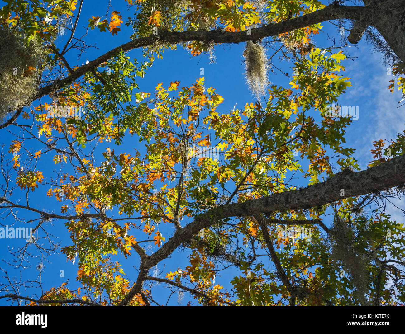 Leaves changing color on tree hi-res stock photography and images - Alamy