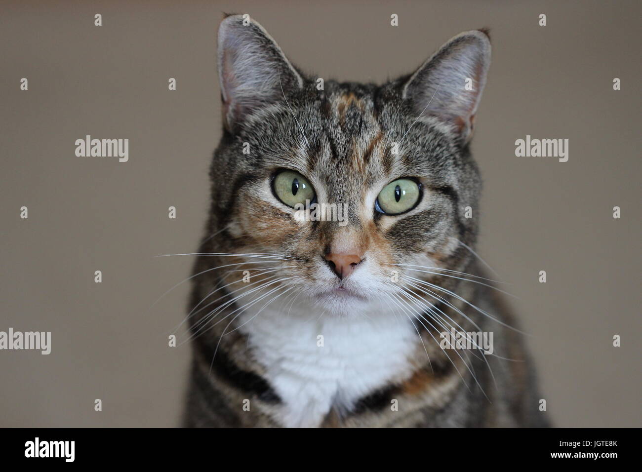 Small tortie cat portrait with beige background Stock Photo Alamy