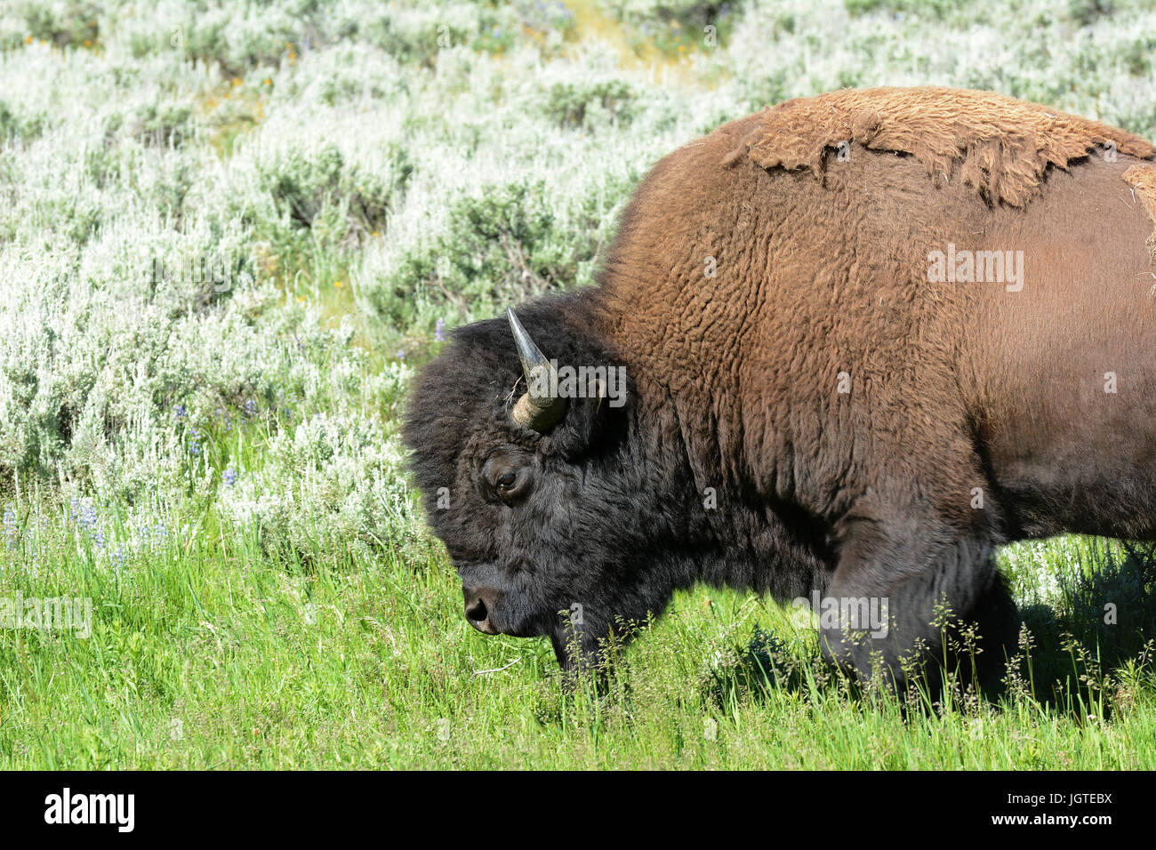 Bison in the Lamar Valley of Yellowstone National Park. An estimated 5,500 in Yellowstone, the only place in the lower 48 to have continuously free-ra Stock Photo